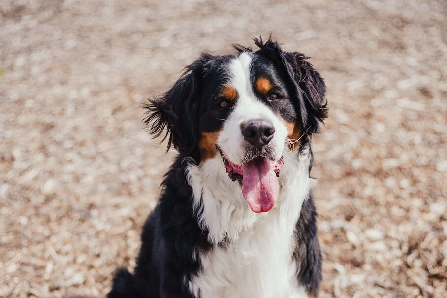 BERNER SENNENHUND - Ein majestätischer Begleiter aus den Schweizer Alpen