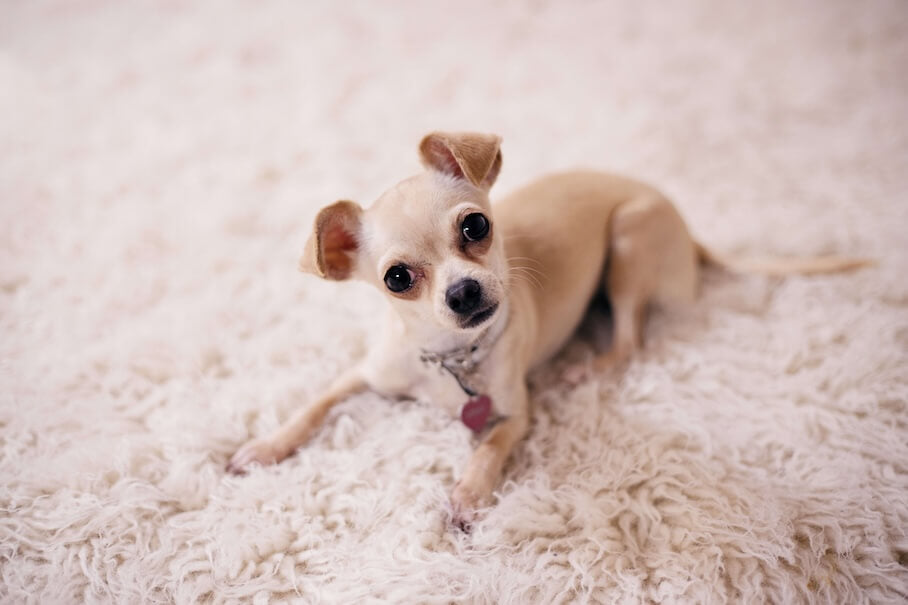 CHIHUAHUA - Klein, aber voller Persönlichkeit