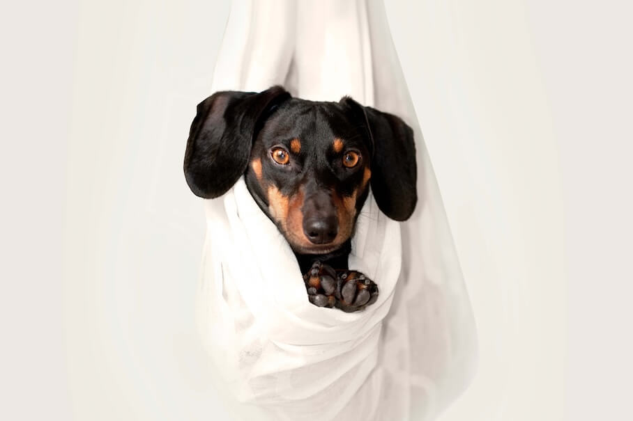 DER DACKEL - Ein charmanter Begleiter mit einem großen Herzen