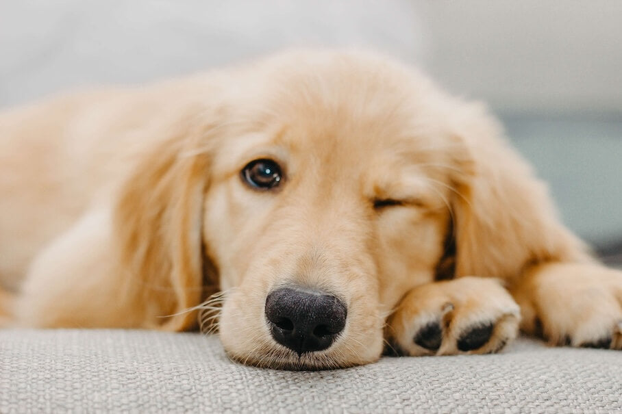 GOLDEN RETRIEVER - Ein treuer Begleiter mit goldenen Eigenschaften