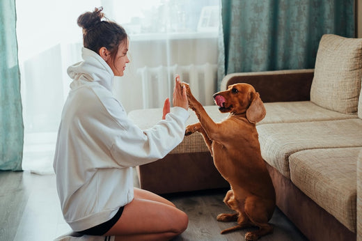 Hundetraining: Warum es wichtig ist und wo du damit anfangen kannst