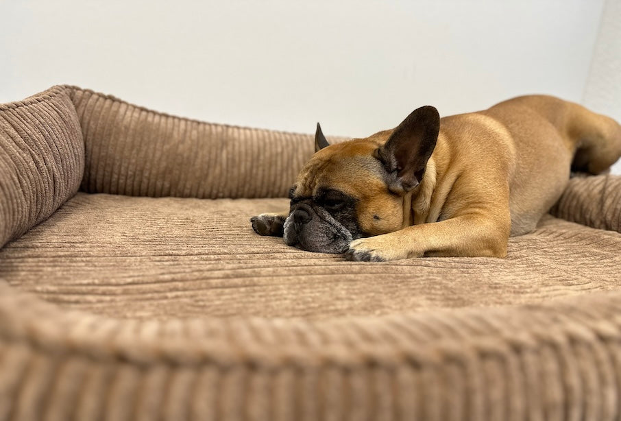 BRAUCHT MEIN HUND EIN ORTHOPÄDISCHES BETT MIT MEMORY FUNKTION?