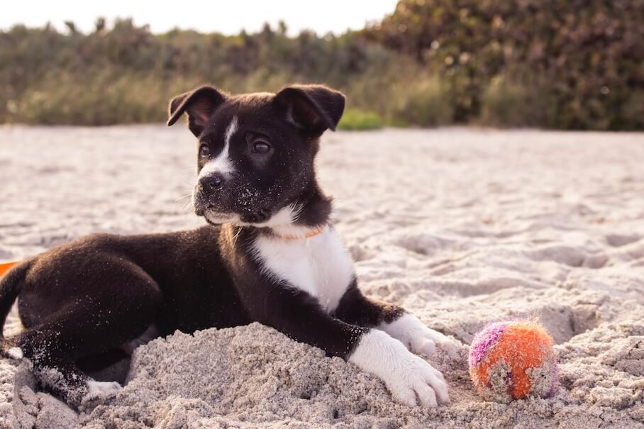 Spielzeug für Hunde