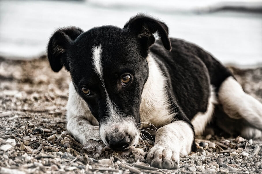 Warum pupst mein Hund