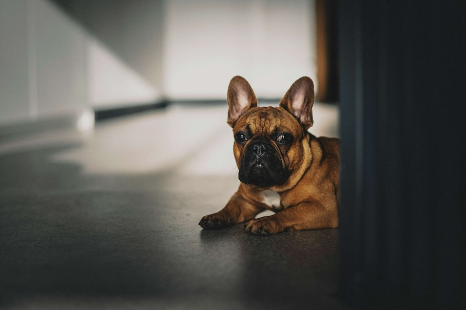 Wie lange kann ich meinen Hunde alleine zuhause lassen