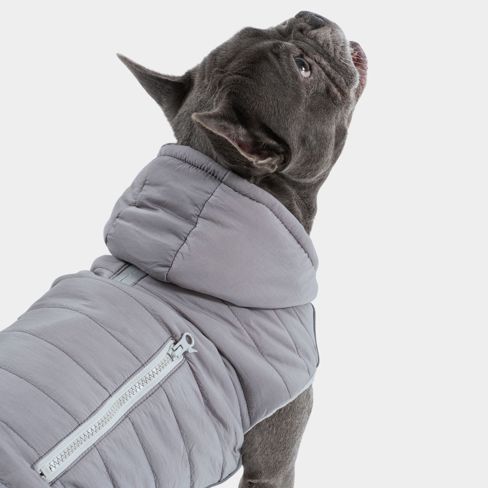 Dog Jacket IMMI Gray