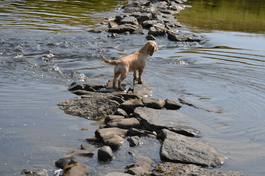 HUND IM SOMMER – So kommt dein Vierbeiner sicher durch die heißen Tage